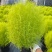 花境植物2加仑地肤、蓝叶山菅兰、花叶玉婵花、婆婆纳。