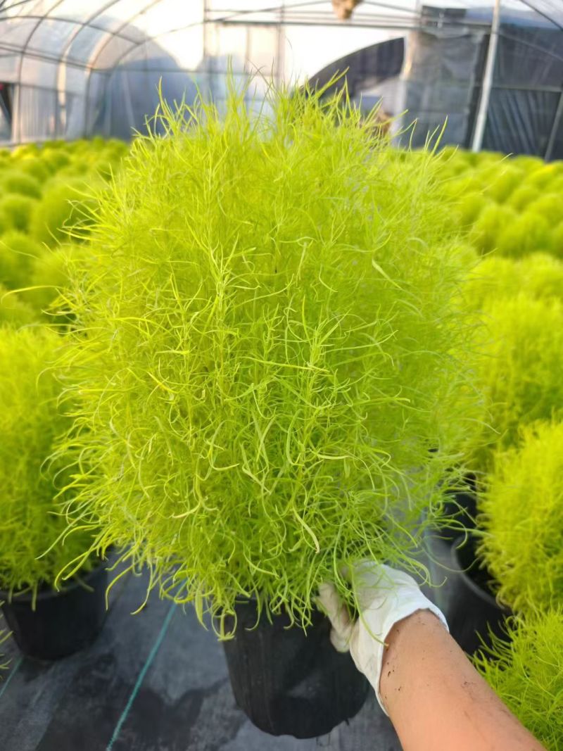 花境植物2加仑地肤、蓝叶山菅兰、花叶玉婵花、婆婆纳。