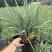 花境植物2加仑地肤、蓝叶山菅兰、花叶玉婵花、婆婆纳。