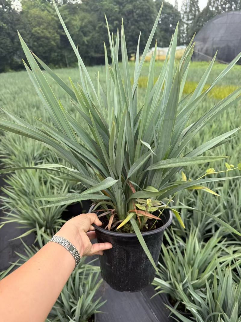 花境植物2加仑地肤、蓝叶山菅兰、花叶玉婵花、婆婆纳。