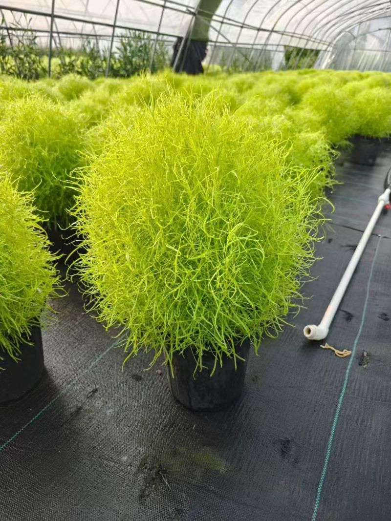 花境植物2加仑地肤、蓝叶山菅兰、花叶玉婵花、婆婆纳。