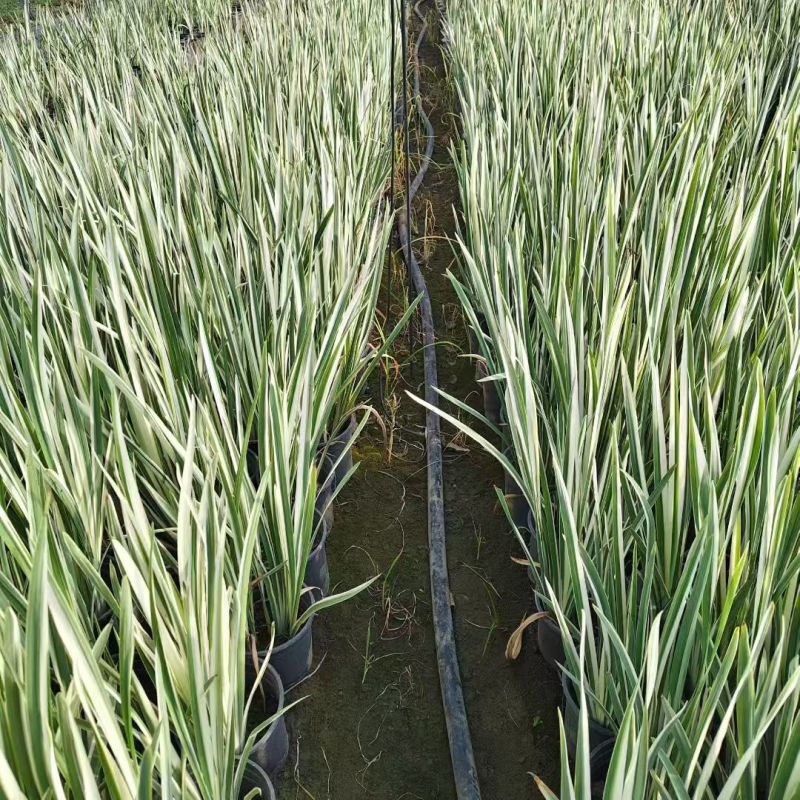花境植物2加仑地肤、蓝叶山菅兰、花叶玉婵花、婆婆纳。