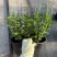 花境植物2加仑地肤、蓝叶山菅兰、花叶玉婵花、婆婆纳。