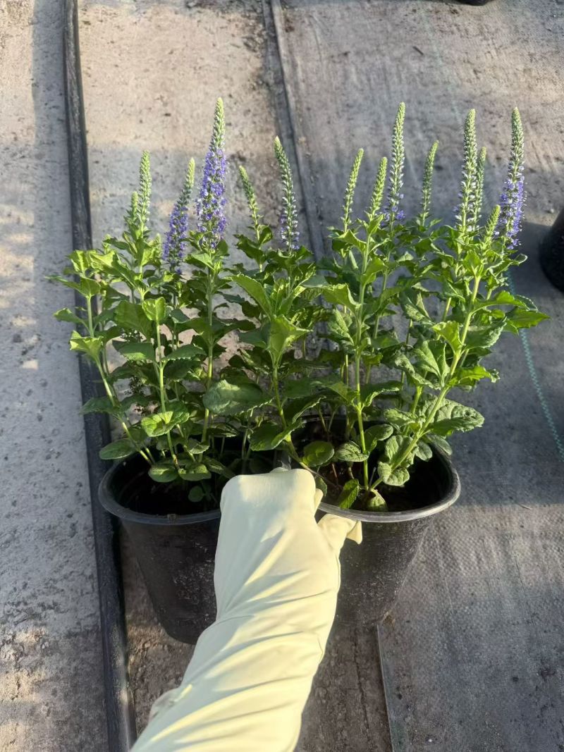 花境植物2加仑地肤、蓝叶山菅兰、花叶玉婵花、婆婆纳。