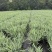 花境植物2加仑地肤、蓝叶山菅兰、花叶玉婵花、婆婆纳。