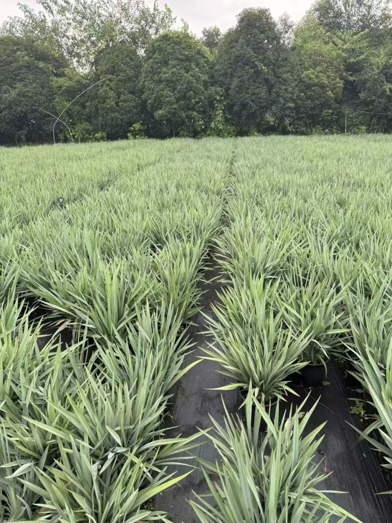 花境植物2加仑地肤、蓝叶山菅兰、花叶玉婵花、婆婆纳。