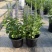 花境植物2加仑地肤、蓝叶山菅兰、花叶玉婵花、婆婆纳。