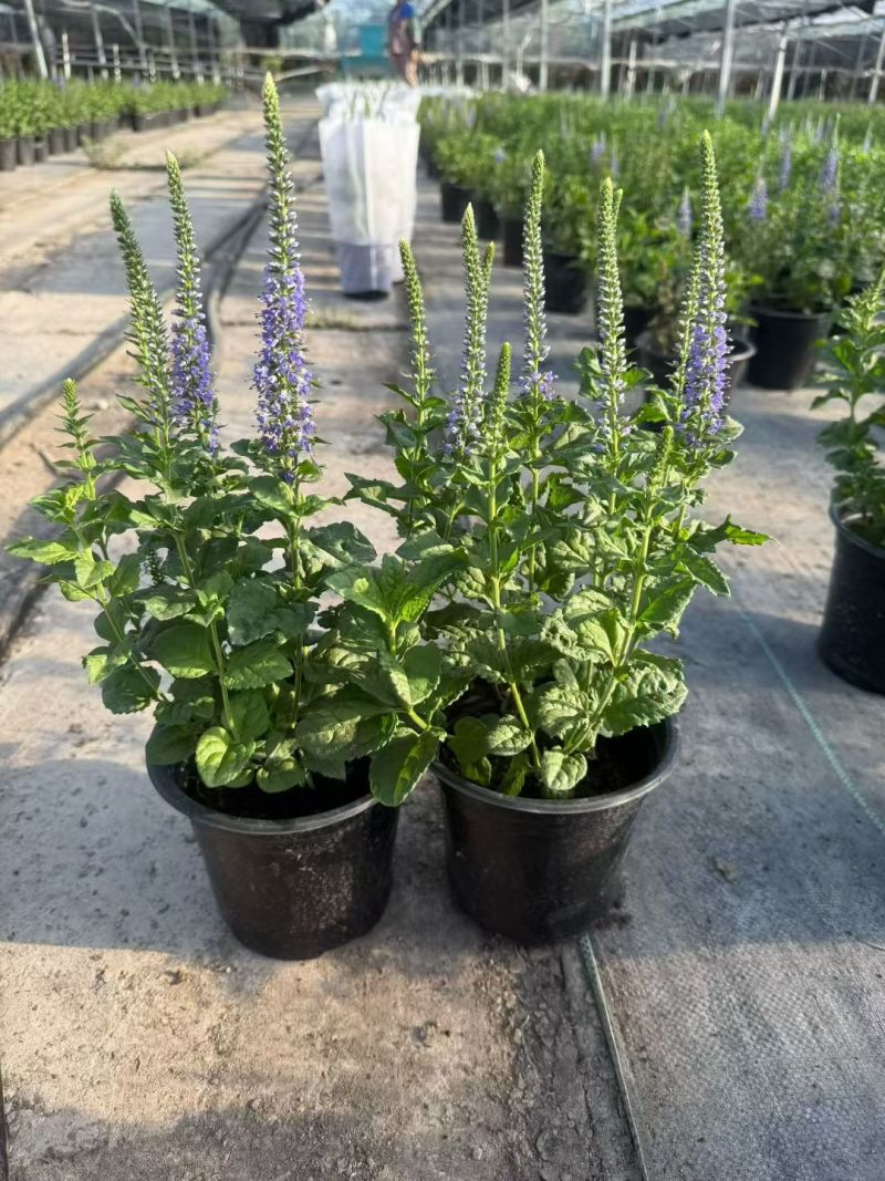 花境植物2加仑地肤、蓝叶山菅兰、花叶玉婵花、婆婆纳。