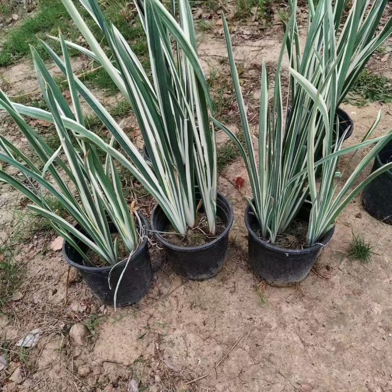 花境植物2加仑地肤、蓝叶山菅兰、花叶玉婵花、婆婆纳。