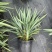 花境植物2加仑地肤、蓝叶山菅兰、花叶玉婵花、婆婆纳。