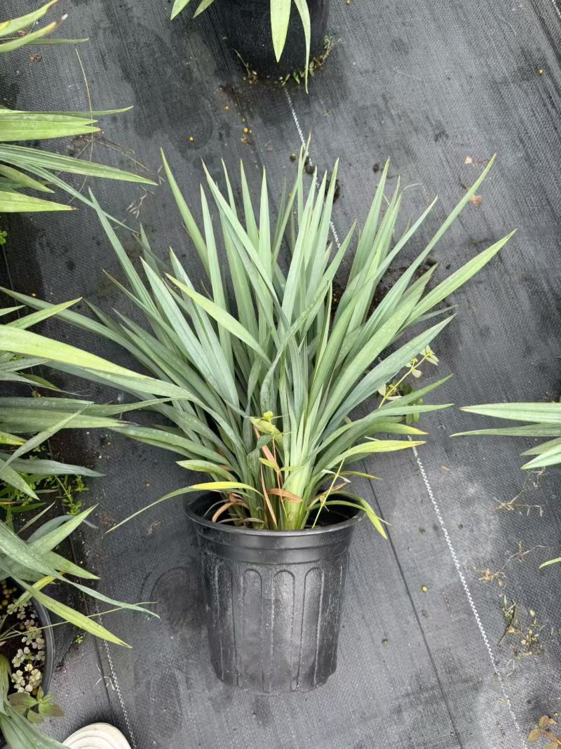 花境植物2加仑地肤、蓝叶山菅兰、花叶玉婵花、婆婆纳。