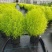 花境植物2加仑地肤、蓝叶山菅兰、花叶玉婵花、婆婆纳。