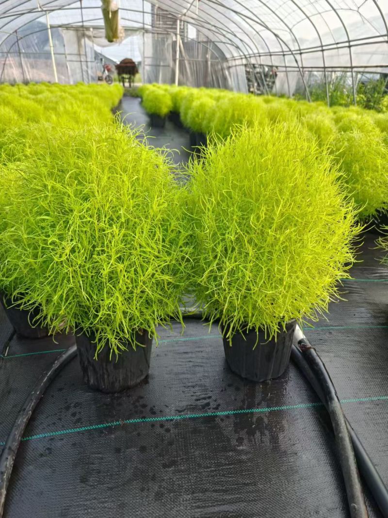 花境植物2加仑地肤、蓝叶山菅兰、花叶玉婵花、婆婆纳。
