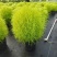 花境植物2加仑地肤、蓝叶山菅兰、花叶玉婵花、婆婆纳。