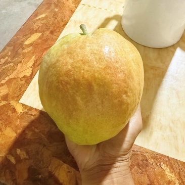 新疆阿克苏阿瓦提县玉露香梨