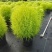 花境植物2加仑地肤、蓝叶山菅兰、花叶玉婵花、婆婆纳。