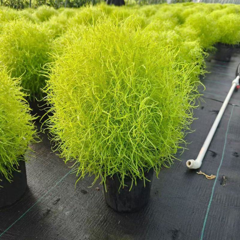 花境植物2加仑地肤、蓝叶山菅兰、花叶玉婵花、婆婆纳。