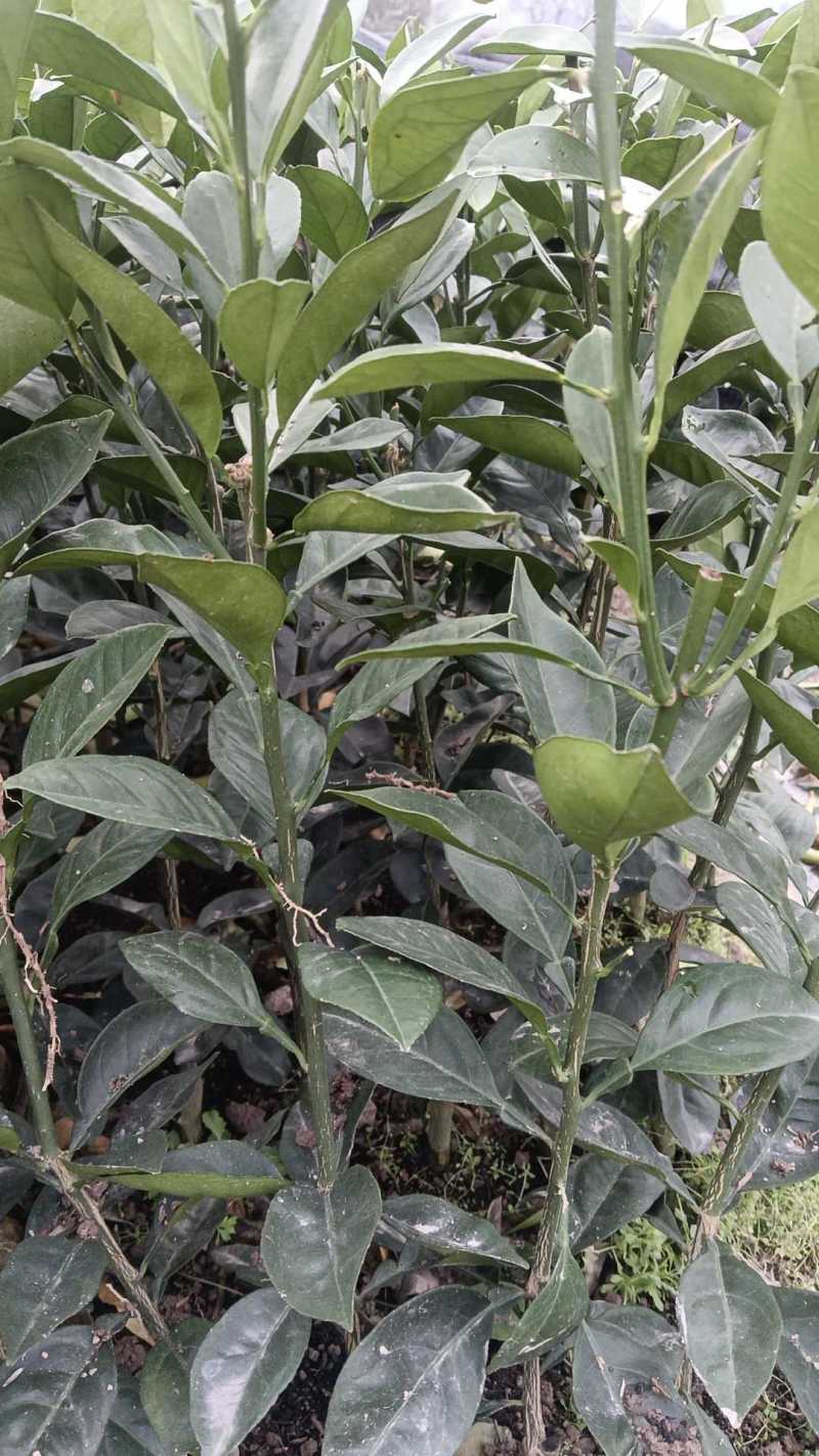 湖南早熟脐橙苗、橙子苗，大量现货，技术指导，成活率高