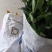 湖南早熟脐橙苗、橙子苗，大量现货，技术指导，成活率高