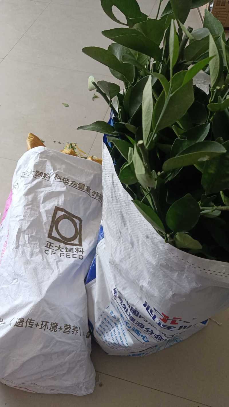 湖南早熟脐橙苗、橙子苗，大量现货，技术指导，成活率高
