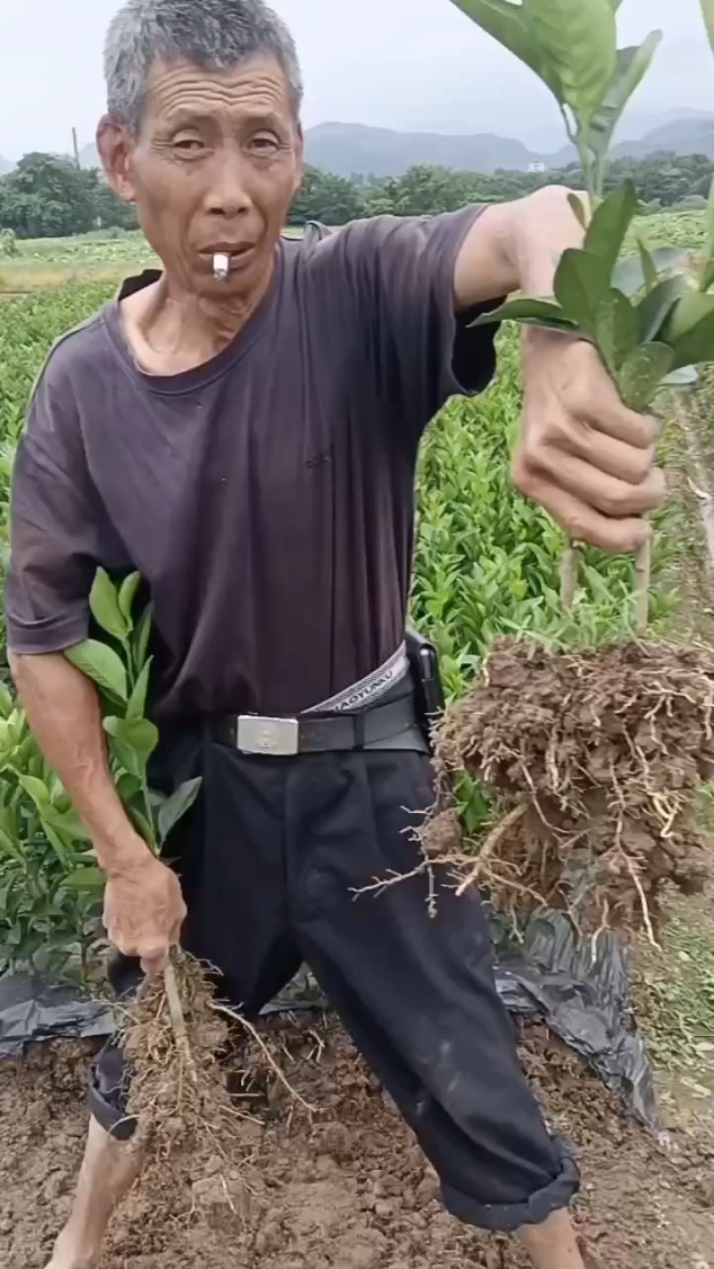 湖南早熟脐橙苗、橙子苗，大量现货，技术指导，成活率高