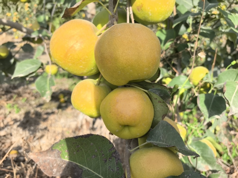 新疆阿克苏阿瓦提县玉露香梨