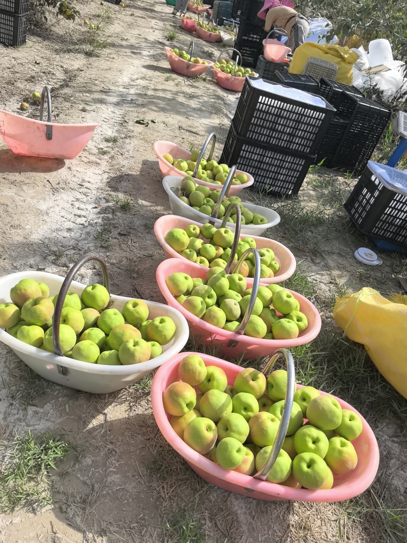 新疆阿克苏阿瓦提县玉露香梨