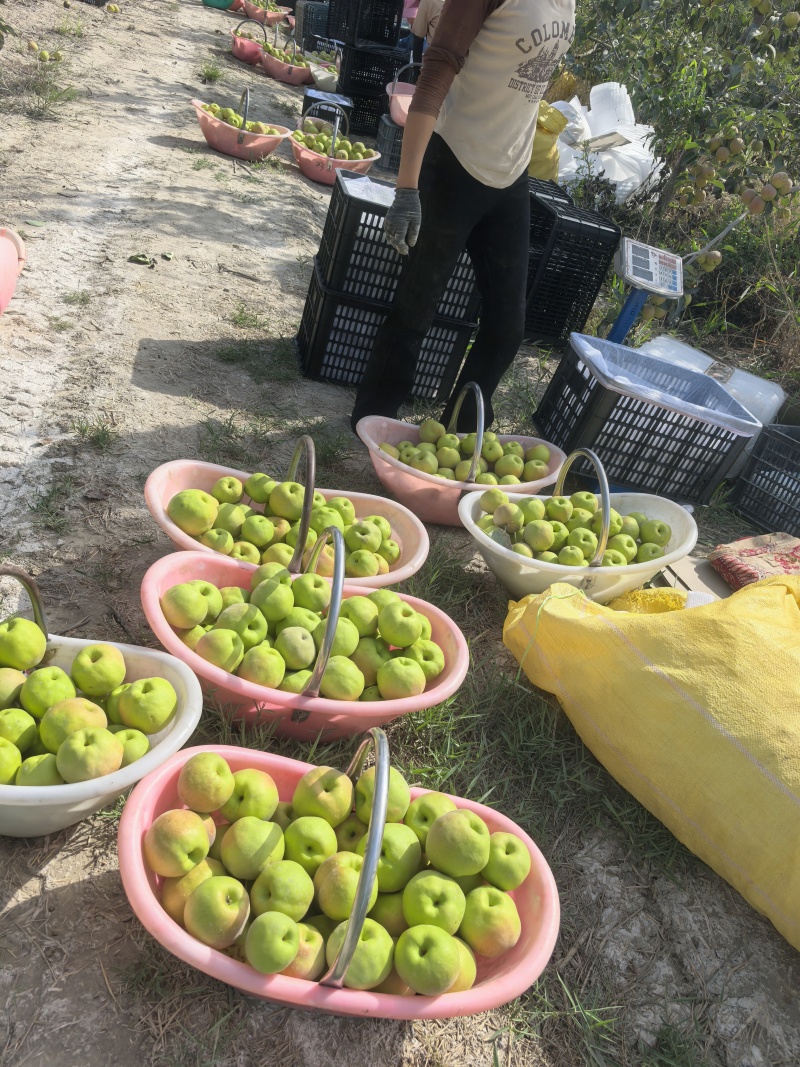 新疆阿克苏阿瓦提县玉露香梨
