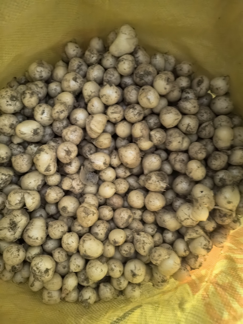 谢白是当下最热门儿的种源之一目前我们已基地种子植发的模式发放