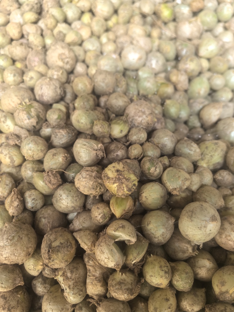 谢白是当下最热门儿的种源之一目前我们已基地种子植发的模式发放