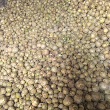 谢白是当下最热门儿的种源之一目前我们已基地种子植发的模式发放