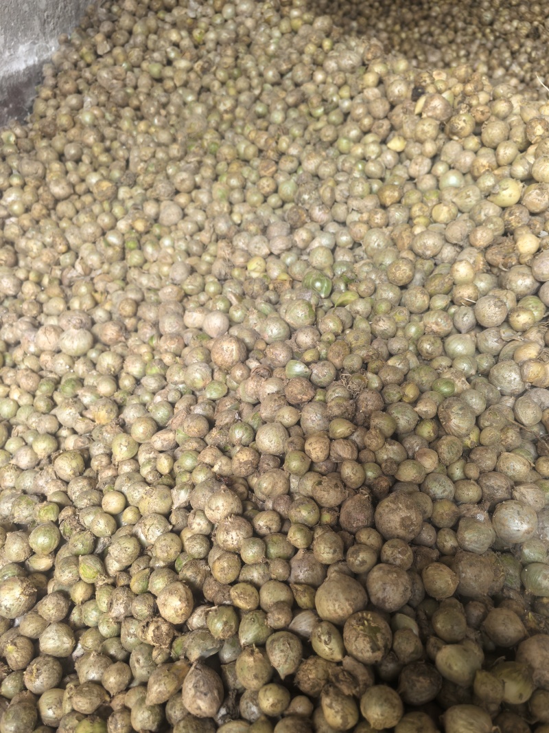 谢白是当下最热门儿的种源之一目前我们已基地种子植发的模式发放