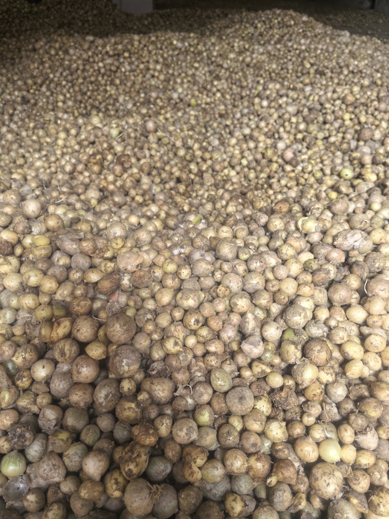 谢白是当下最热门儿的种源之一目前我们已基地种子植发的模式发放