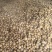 谢白是当下最热门儿的种源之一目前我们已基地种子植发的模式发放