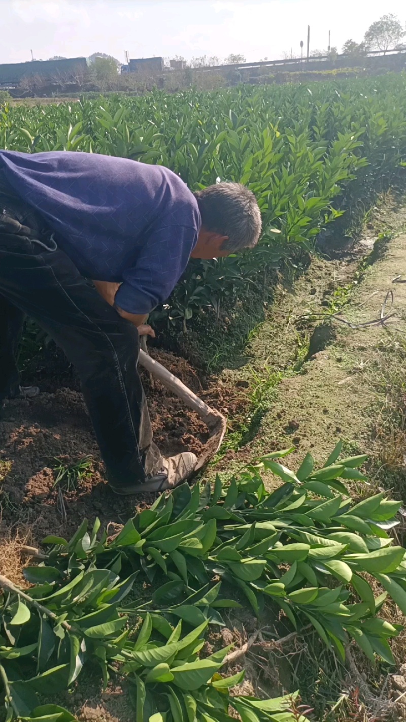 湖北脐橙苗基地直发大量现货供应，品质保证，成活率高代发货
