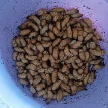 竹笋虫