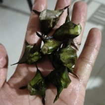 四角菱