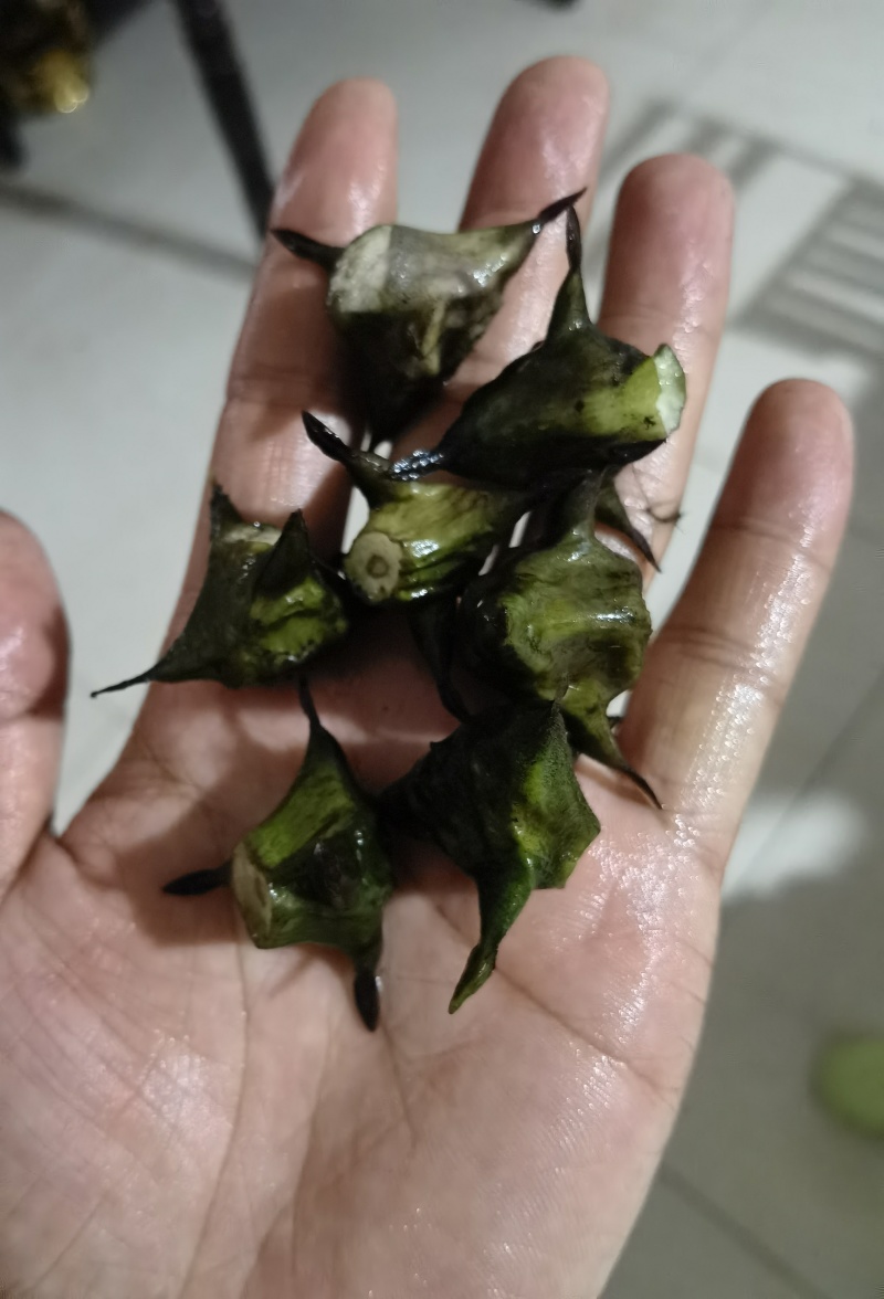 四角菱
