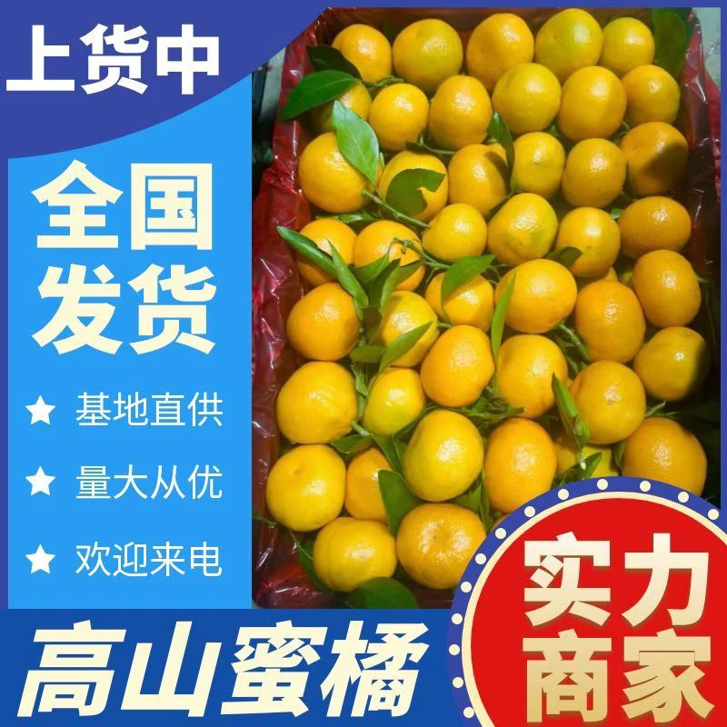 【四川蜜橘】资中县蜜橘/糖度高/对接商超档口便宜