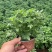 四季草花120杯国庆菊、姫小菊、蓝雪花、柳叶马鞭草