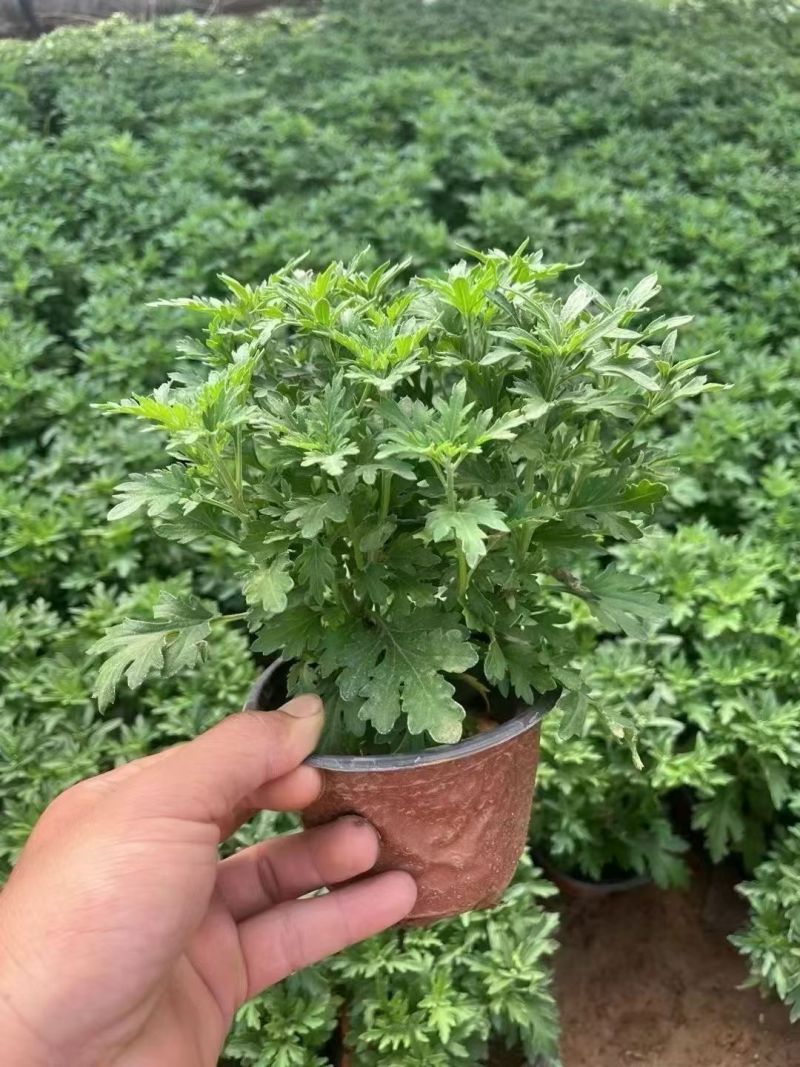 四季草花120杯国庆菊、姫小菊、蓝雪花、柳叶马鞭草