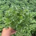 四季草花120杯国庆菊、姫小菊、蓝雪花、柳叶马鞭草