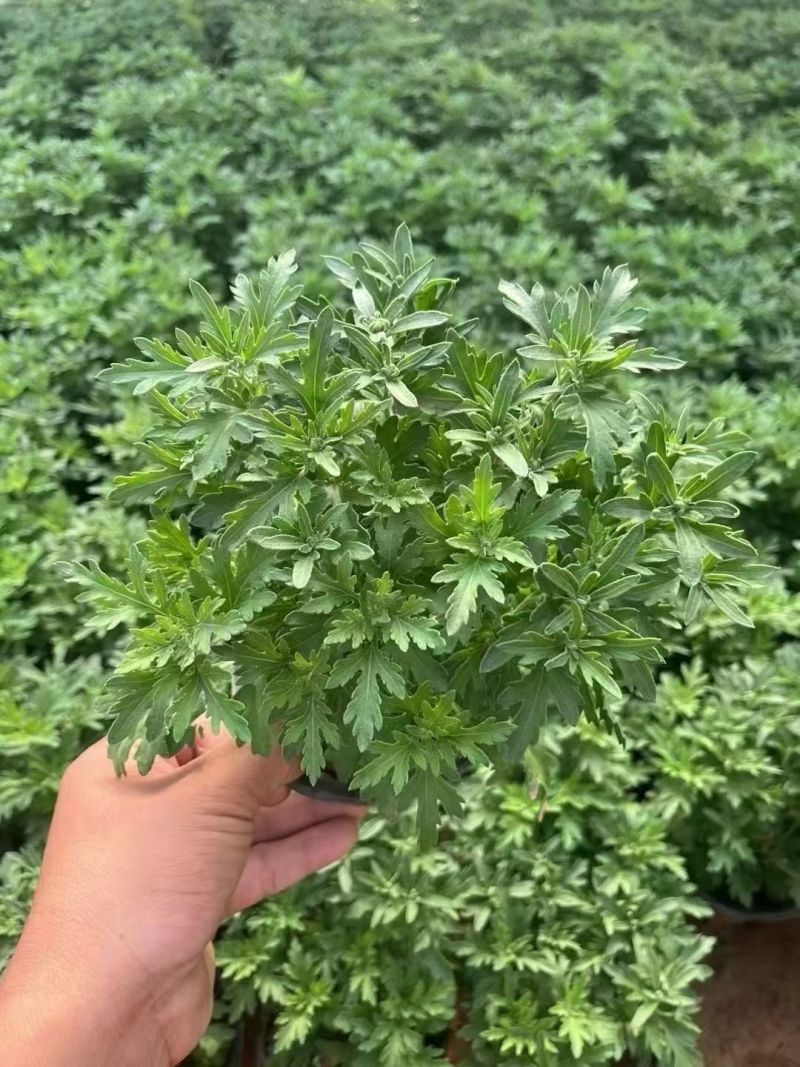 四季草花120杯国庆菊、姫小菊、蓝雪花、柳叶马鞭草