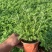 四季草花120杯国庆菊、姫小菊、蓝雪花、柳叶马鞭草