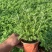 四季草花120杯国庆菊、姫小菊、蓝雪花、柳叶马鞭草