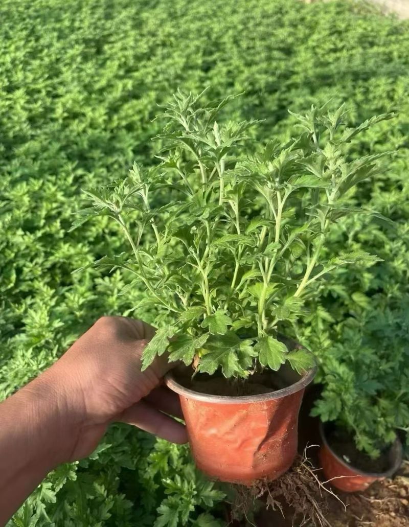四季草花120杯国庆菊、姫小菊、蓝雪花、柳叶马鞭草