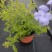 四季草花120杯国庆菊、姫小菊、蓝雪花、柳叶马鞭草
