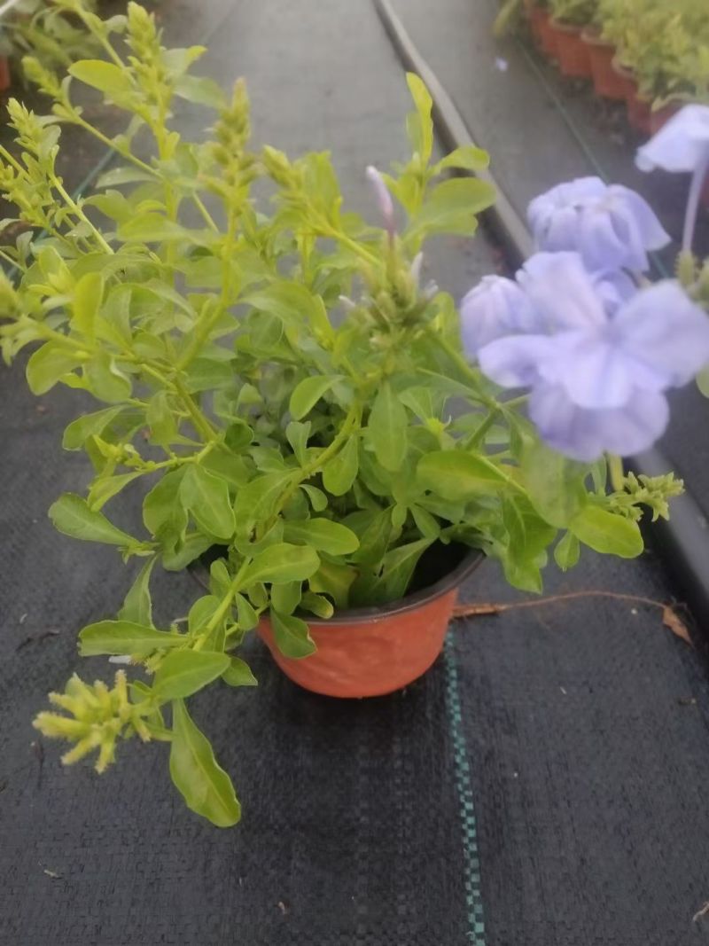 四季草花120杯国庆菊、姫小菊、蓝雪花、柳叶马鞭草