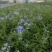 四季草花120杯国庆菊、姫小菊、蓝雪花、柳叶马鞭草