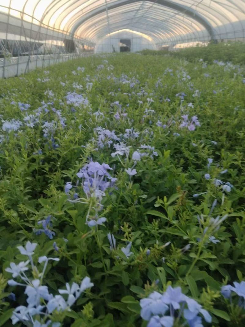 四季草花120杯国庆菊、姫小菊、蓝雪花、柳叶马鞭草